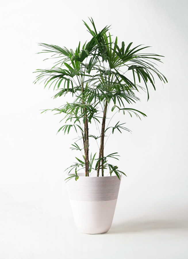 観葉植物 シュロチク（棕櫚竹） 10号 ジュピター 白 付き | 観葉植物