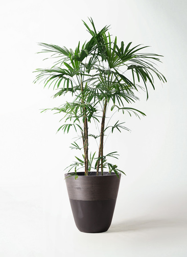 観葉植物 シュロ竹約1.5メートル 黒鉢 1.jpg?1499350572