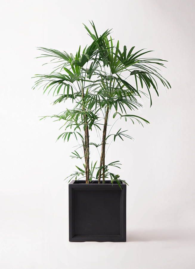 観葉植物 シュロチク（棕櫚竹） 10号 ブリティッシュキューブ 付き