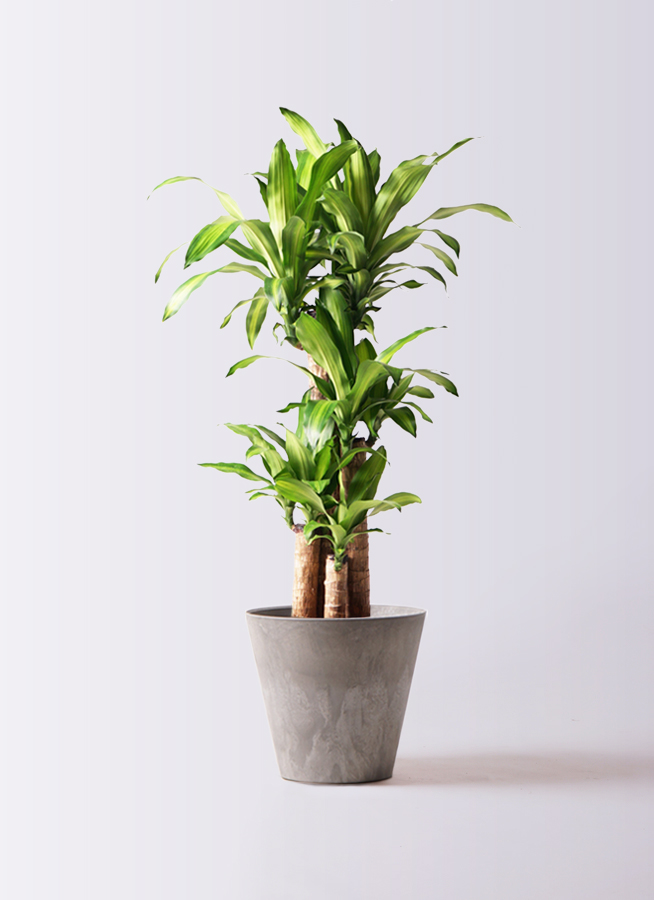 観葉植物 ドラセナ 幸福の木 8号 ノーマル アートストーン ラウンド