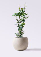ユーカリ | 観葉植物の通販ならHitoHana（ひとはな）