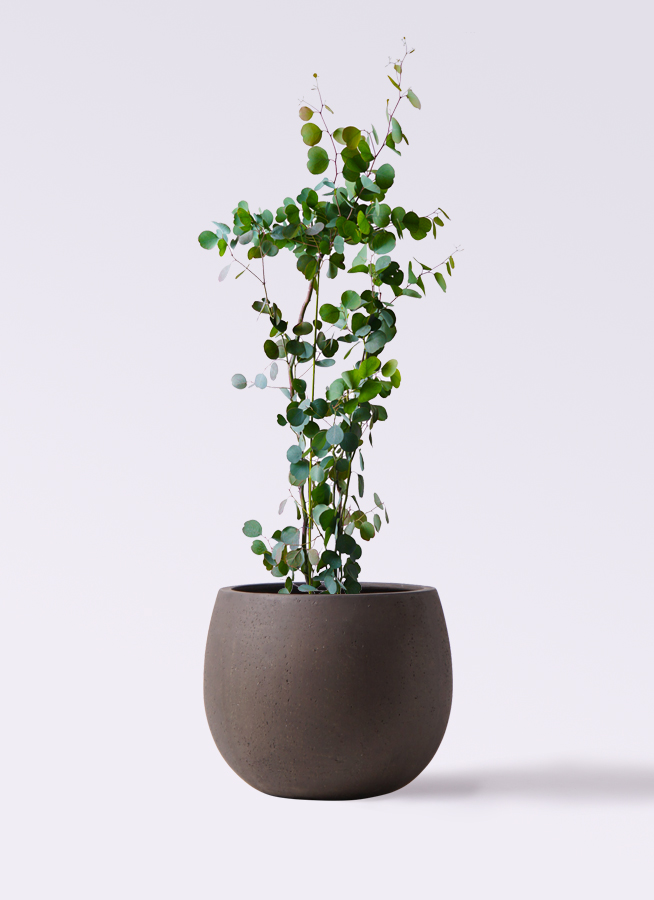 ユーカリ 8号 | 観葉植物 | インテリアやギフトに - Hitohana（ひとはな）