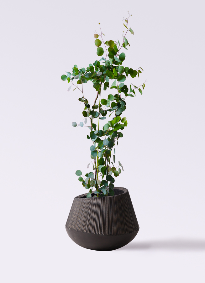 ユーカリ ポポラス（ポリアンセモス） | 観葉植物通販HitoHana