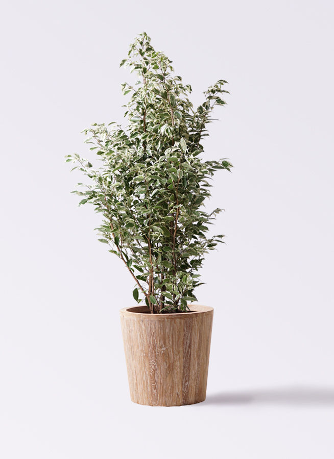 観葉植物 フィカス ベンジャミン 10号 スターライト ウッドプランター
