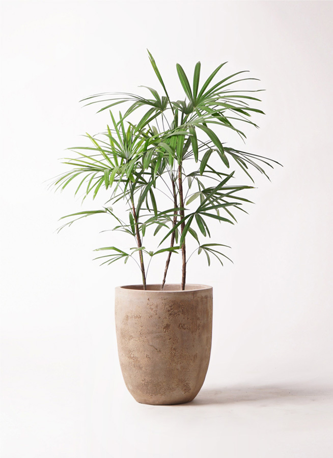 観葉植物 シュロチク 棕櫚竹 8号 ルーガ アンティコ アルトエッグ 付き 観葉植物ならhitohana ひとはな