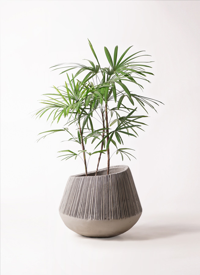 シュロチク 8号 | 観葉植物 | 送料無料でお届け - Hitohana