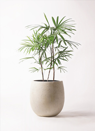 シュロチク　棕櫚竹　8号鉢　60 観葉植物 シュロチク（棕櫚竹） 8号 テラニアス バルーン アンティーク