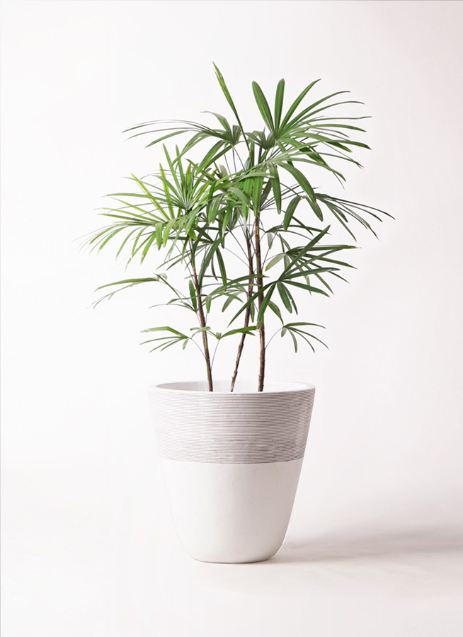 観葉植物 シュロチク（棕櫚竹） 8号 ジュピター 白 付き | 観葉