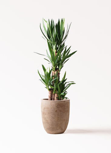 ユッカ 観葉植物 1.jpg?1499351568