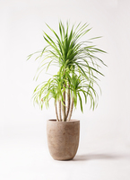 観葉植物 ドラセナ カンボジアーナ 8号 エコストーントール