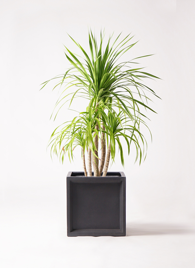 【現品】ドラセナ・カンボジアーナ　多頭　マルチヘッド　8号　Ｔ４番 現品】ドラセナ・カンボジアーナ 多頭 マルチヘッド 8号 T4番