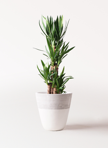 観葉植物 ユッカ 8号 ノーマル ジュピター 白 付き | 観葉植物なら