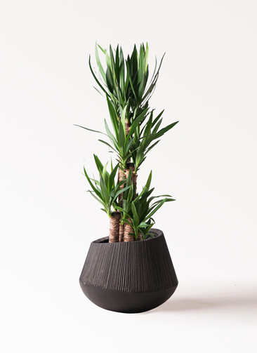 観葉植物 ユッカ 8号 ノーマル エディラウンド 黒 付き | 観葉植物なら
