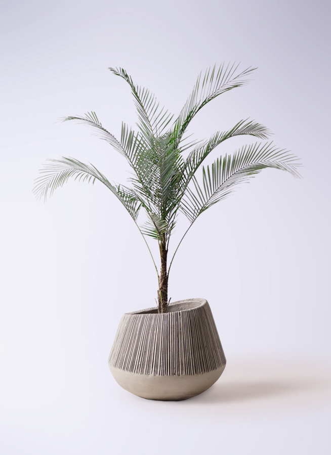 ヒメココス | 観葉植物 | インテリアやギフトに - Hitohana（ひとはな）