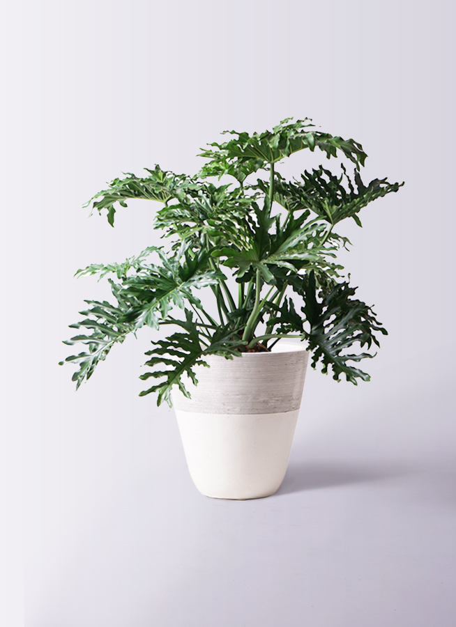 フィロデンドロン　セローム 大きめ観葉植物 鉢付き フィロデンドロン・セロウム（鉢植え・特大サイズ）