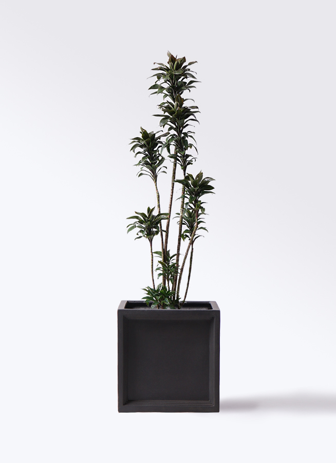 観葉植物 ドラセナ パープルコンパクタ 8号 ブリティッシュキューブ 付き 観葉植物ならhitohana ひとはな