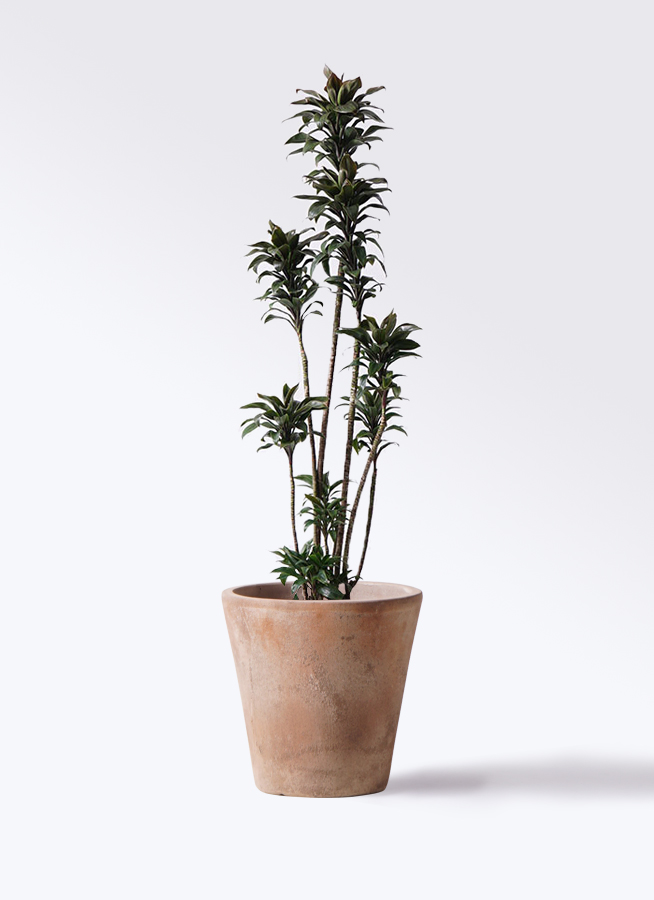 ドラセナ パープルコンパクタ | 観葉植物通販HitoHana(ひとはな)