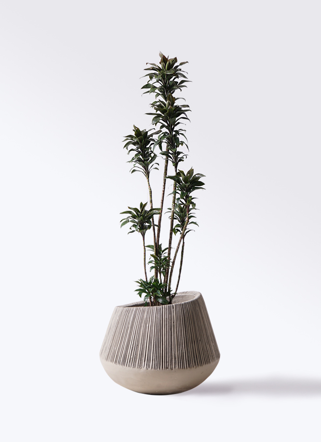 お歳暮 人気 1.jpg?1499613848 その他観葉植物