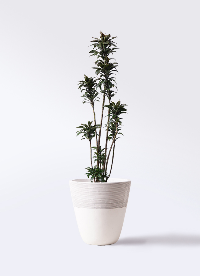 観葉植物 ドラセナ パープルコンパクタ 8号 ジュピター 白 付き | 観葉