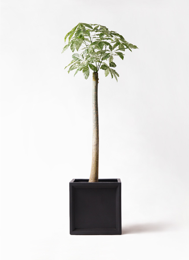 観葉植物 パキラ 10号 朴 斑入り ブリティッシュキューブ 付き | 観葉