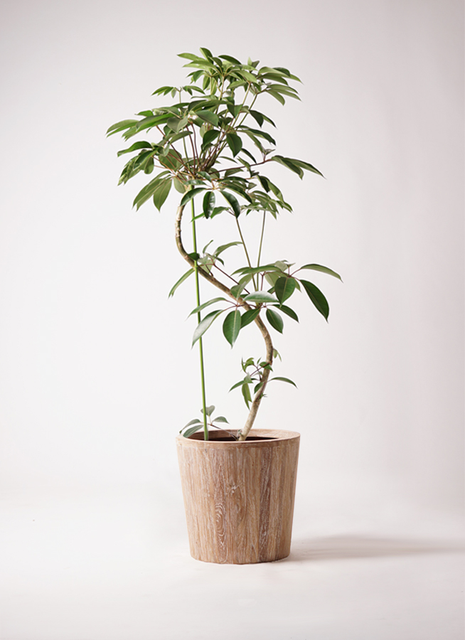 観葉植物 ツピダンサス 10号 曲り ウッドプランター 付き | 観葉植物