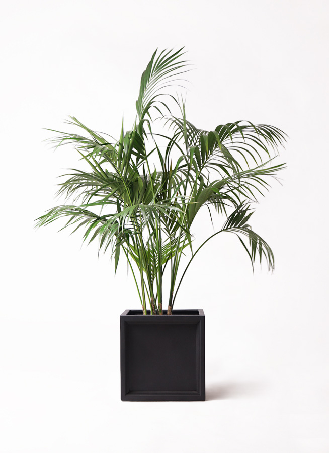 観葉植物 ケンチャヤシ 10号 ブリティッシュキューブ 付き | 観葉植物