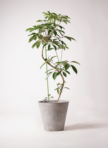 観葉植物 ツピダンサス 10号 曲り アートストーン ラウンド 観葉植物 ツピダンサス 10号 曲り アートストーン ラウンド