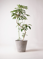 観葉植物 ツピダンサス 10号 曲り アートストーン ラウンド グレー