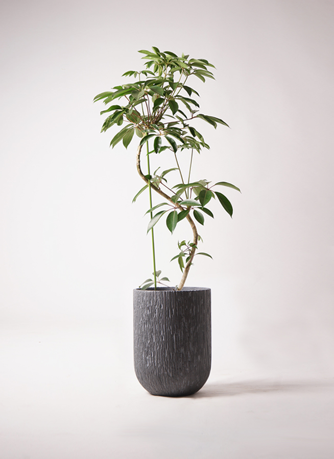 ✨幸せを呼ぶ観葉植物ツピダンサス✨106センチ⑥ ✨幸せを呼ぶ観葉植物ツピダンサス✨106センチ⑥