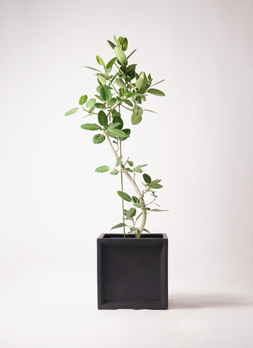 観葉植物 フィカス ベンガレンシス 10号 曲り ブリティッシュキューブ