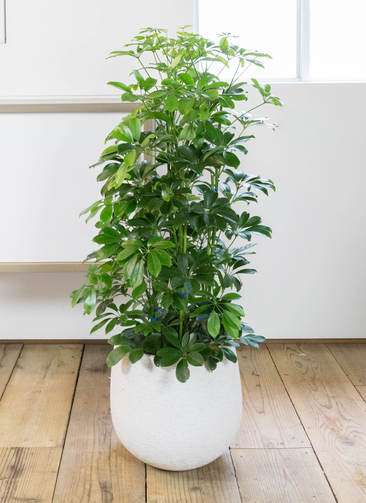 カラーサンドアート　コーヒーの木　観葉植物　シェフレラ　カポック カラーサンドアート コーヒーの木 観葉植物 シェフレラ カポック