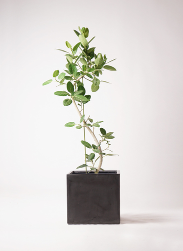 観葉植物 フィカス ベンガレンシス 10号 曲り ファイバークレイ
