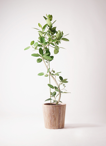 観葉植物　フィカス　ベンガレンシス　 プランター付き　140cm 1.jpg?1500201277