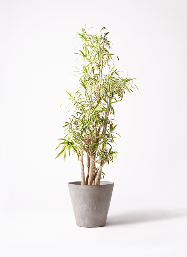 ソング オブ インディア 10号 | 観葉植物通販HitoHana(ひとはな)