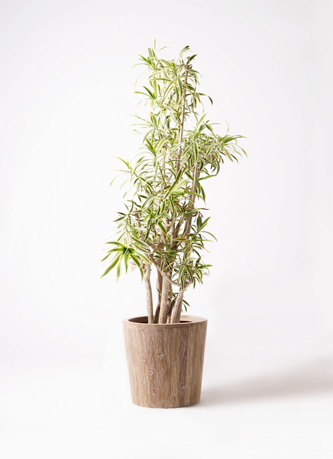 希少観葉植物　インディアナ　 インディアナ(ソングオブインディア)