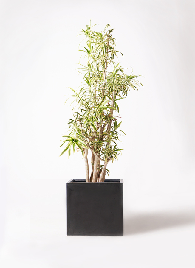 No.3【観葉植物♪】ドラセナ ソングオブインディア♥️約40cm ドラセナ ソング オブ インディア | 観葉植物通販HitoHana(ひとはな)