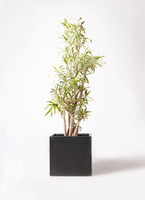 観葉植物 ドラセナ ソング オブ インディア 10号 ファイバー