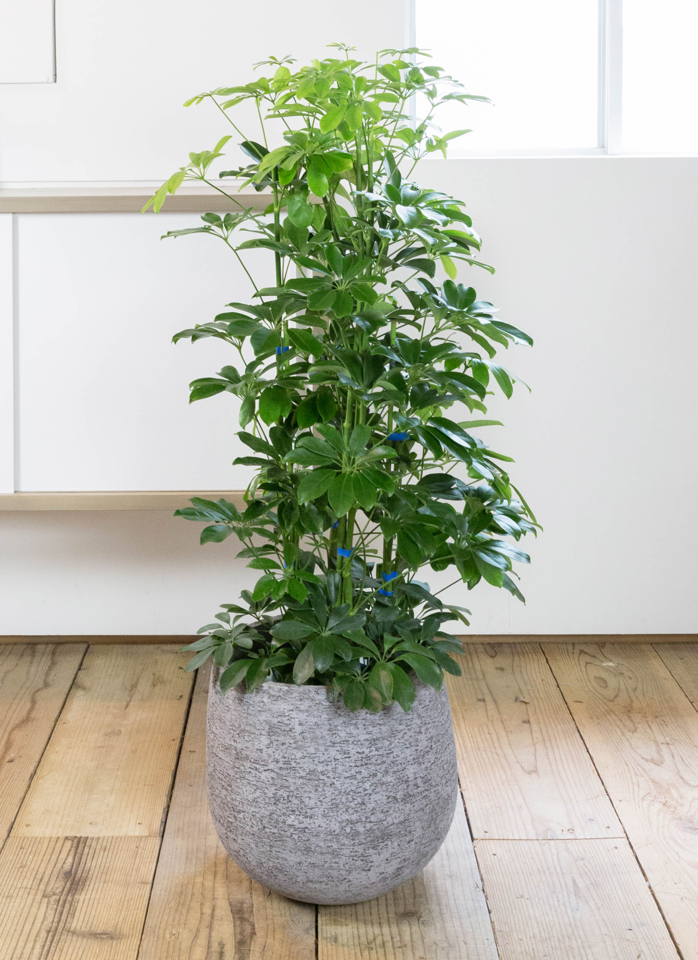 シェフレラカポック2本立ち 観葉植物 カポック（シェフレラ） 7号 ノーマル セメント トラフ