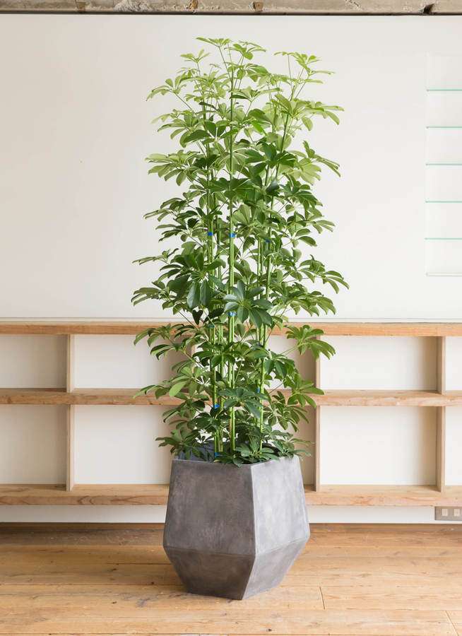 お値引き！シェフレラ大型 観葉植物 ファイバークレイ鉢つき