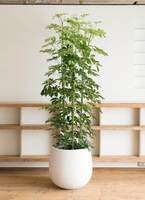 【B級品/大型観葉植物】シャープな葉姿が可愛い♪シェフレラ（カポック）10号鉢 shef10bkcube1.jpg