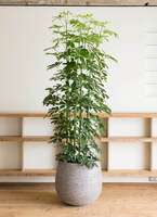 楽天市場】観葉植物 シェフレラ（サイズ（植木鉢）10 ～ 12号