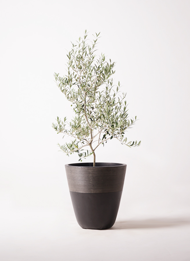 6328　実付き☆オリーブアルベキーナ？ 約2.65m 15号 大型 オリーブの木 観葉植物 オリーブ 8号 アルベキーナ アビスソニアミドル 灰 付き