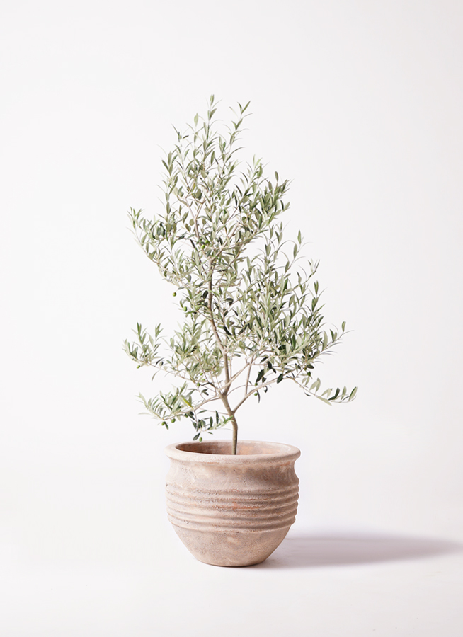 観葉植物 オリーブの木 8号 アルベキーナ アビスネブラ ラウンド 付き