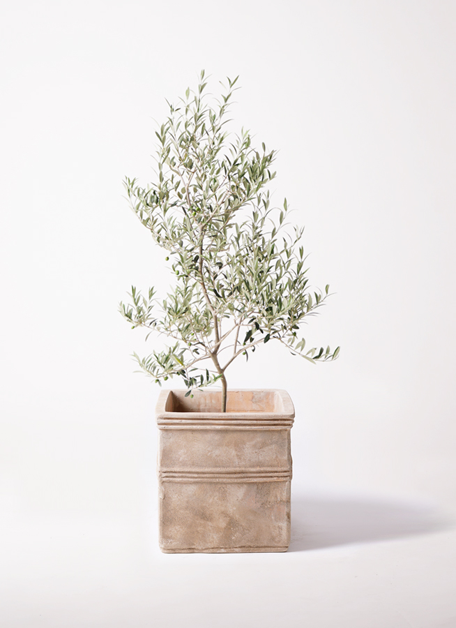 観葉植物 オリーブの木 8号 アルベキーナ アートストーン ラウンド