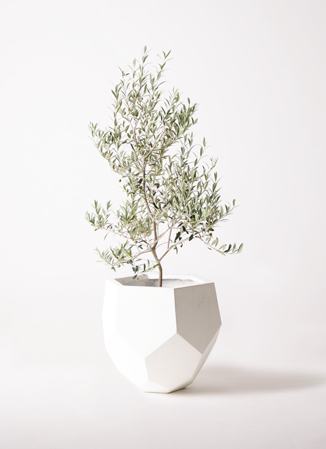 オリーブの木,植物/観葉植物アルベキーナ『花芽ギッシリ　約185㌢綺麗な樹形』 オリーブの木,植物/観葉植物アルベキーナ『花芽ギッシリ 約185