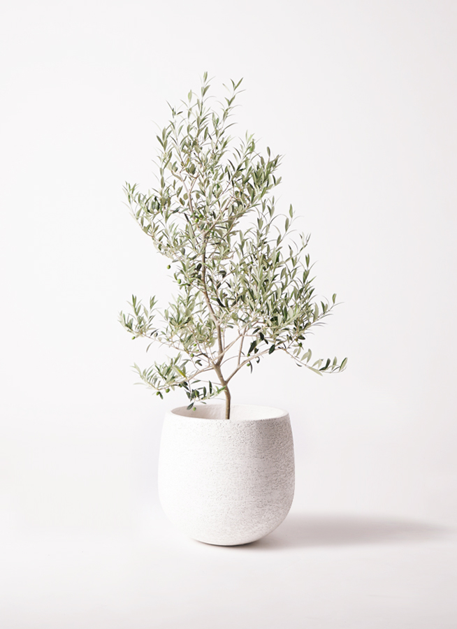 観葉植物 オリーブ 8号 アルベキーナ エコストーンwhite 付き | 観葉