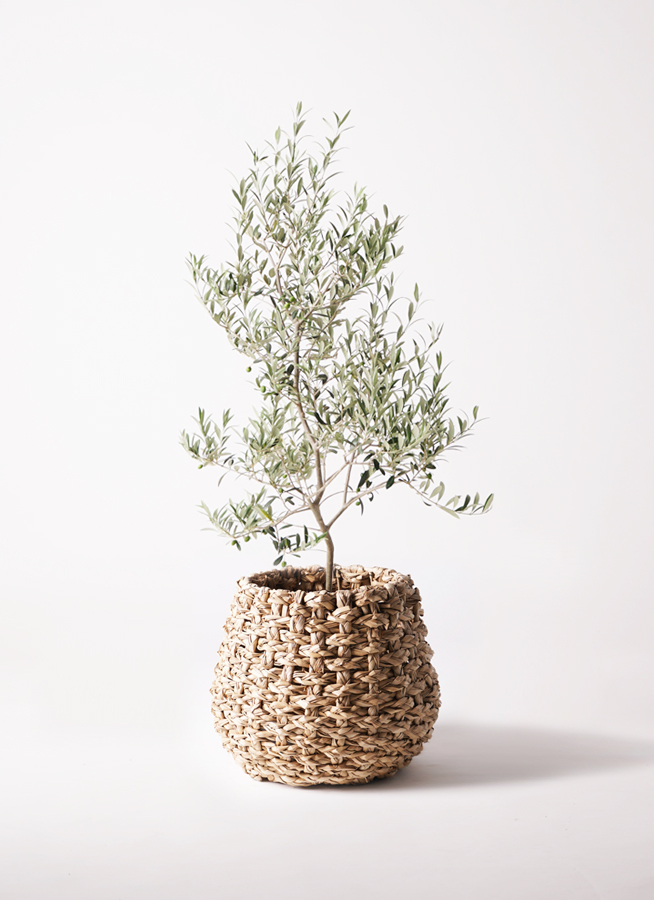 観葉植物 オリーブ 8号 アルベキーナ エコストーンGray 付き