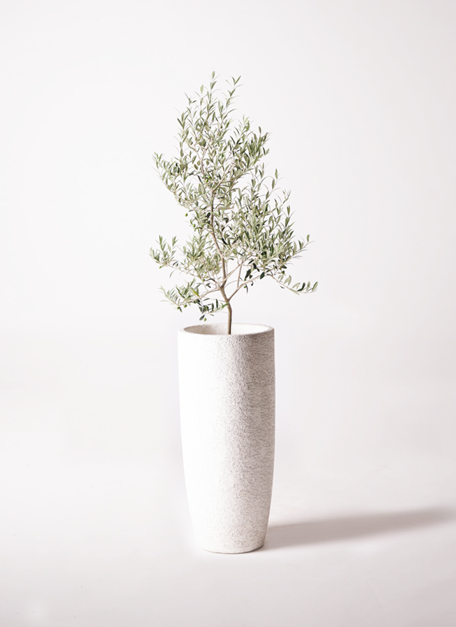 観葉植物 オリーブ 8号 アルベキーナ エコストーンwhite 付き | 観葉