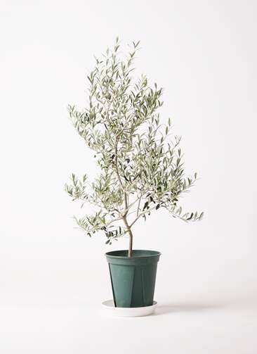 オリーブの木,植物/観葉植物アルベキーナ『花芽ギッシリ 約185㌢綺麗な樹形』 1.jpg?1502522794