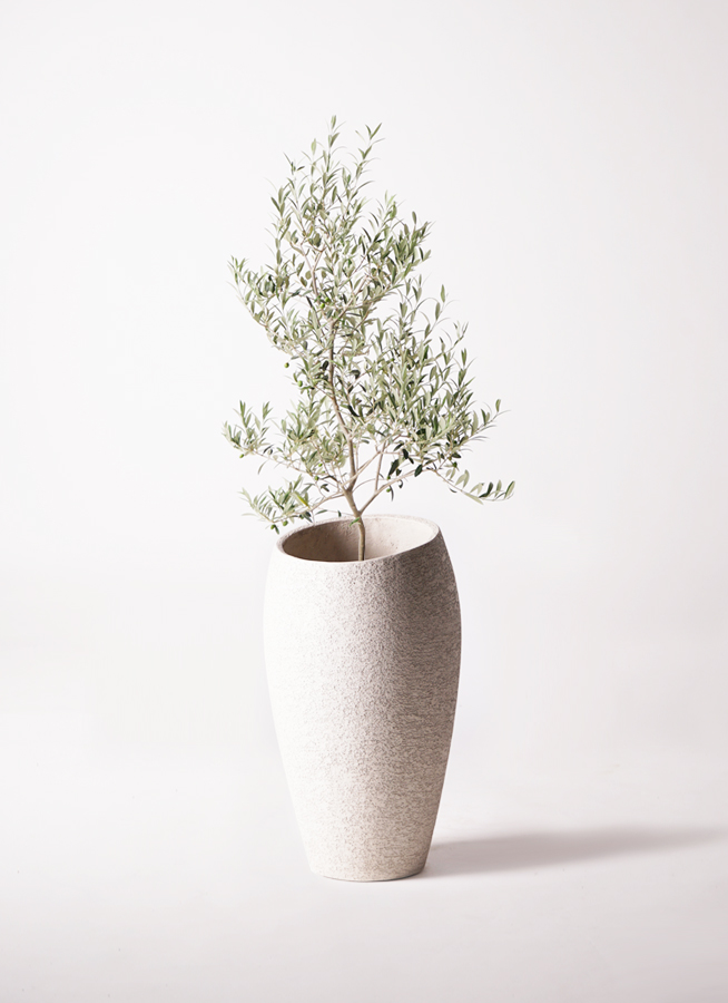 オリーブの木,植物/観葉植物アルベキーナ『花芽ギッシリ　約185㌢綺麗な樹形』 オリーブの木,植物/観葉植物アルベキーナ『花芽ギッシリ 約185㌢綺麗な